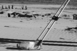 Opération de nettoyage de la plage de la Baumette par des scolaires